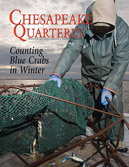 Counting Blue Crabs in Winter, cover of Chesapeake Quarterly Volume 5, Number 4. Photograph, Skip Brown